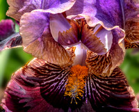 Woodward fancy Iris Collection